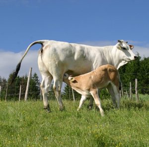 chianina pascolo_ok.jpg